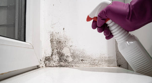 Best Local water damage restoration  in USA